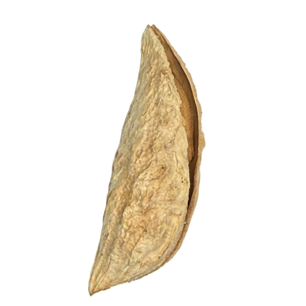 Afghan Almond In Shell - Image 3