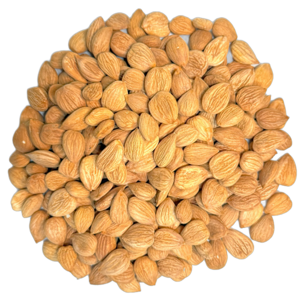Apricot Seeds (Kernel)