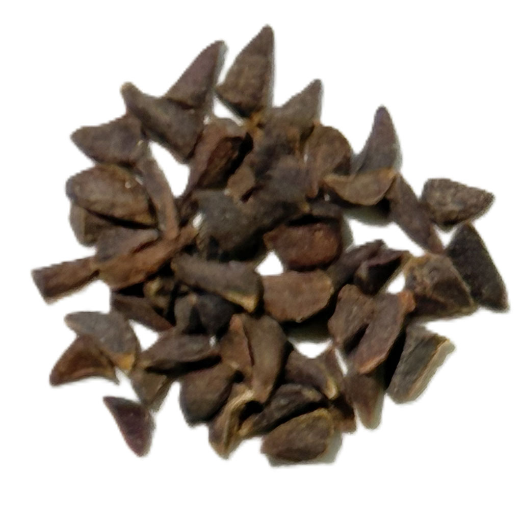 Peganum Harmala (Espand) - Image 3